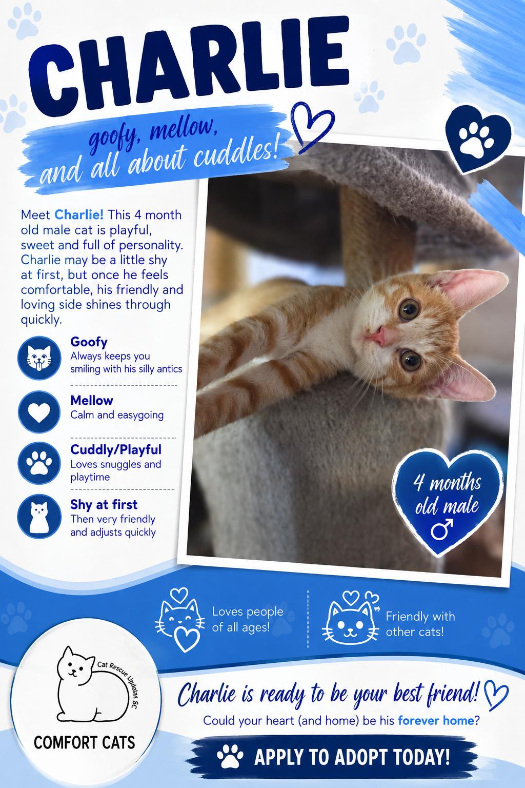 Charlie, Adoptable, Young Male Domestic Short Hair.