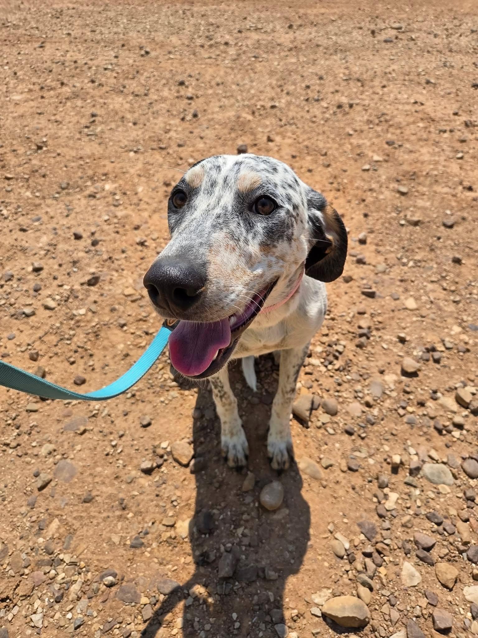 Duchess, a ADOPTABLE mixed breed in Roosevelt, UT image 2/4