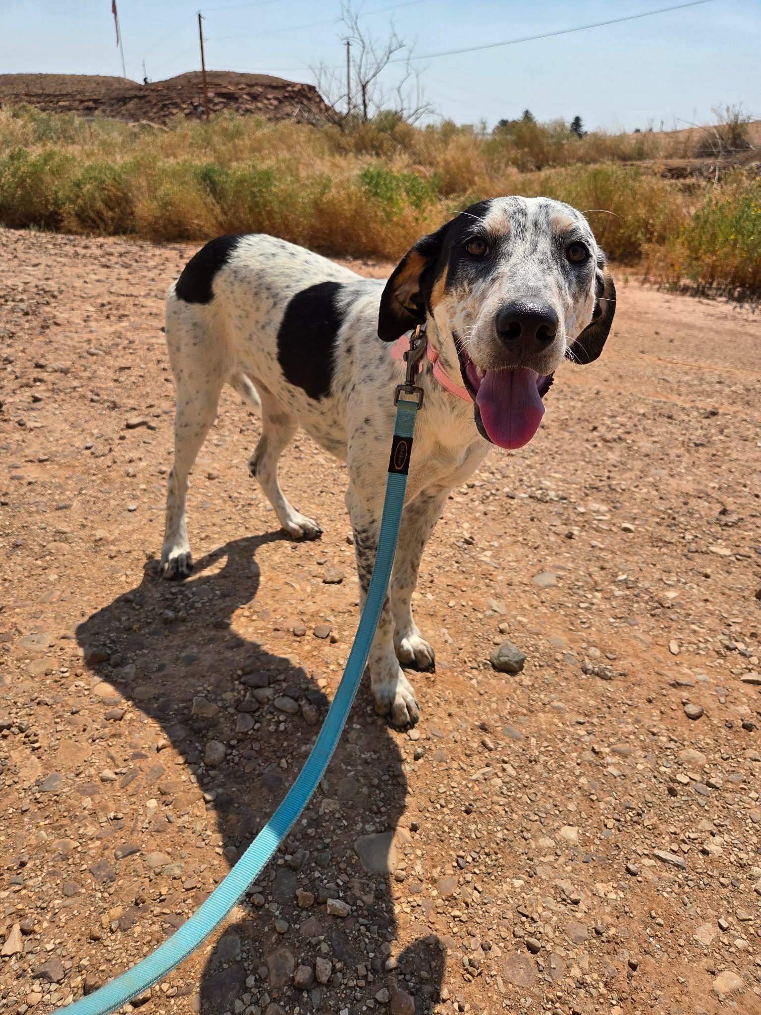 Duchess, ADOPTABLE, Young Female Hound & American Bulldog.