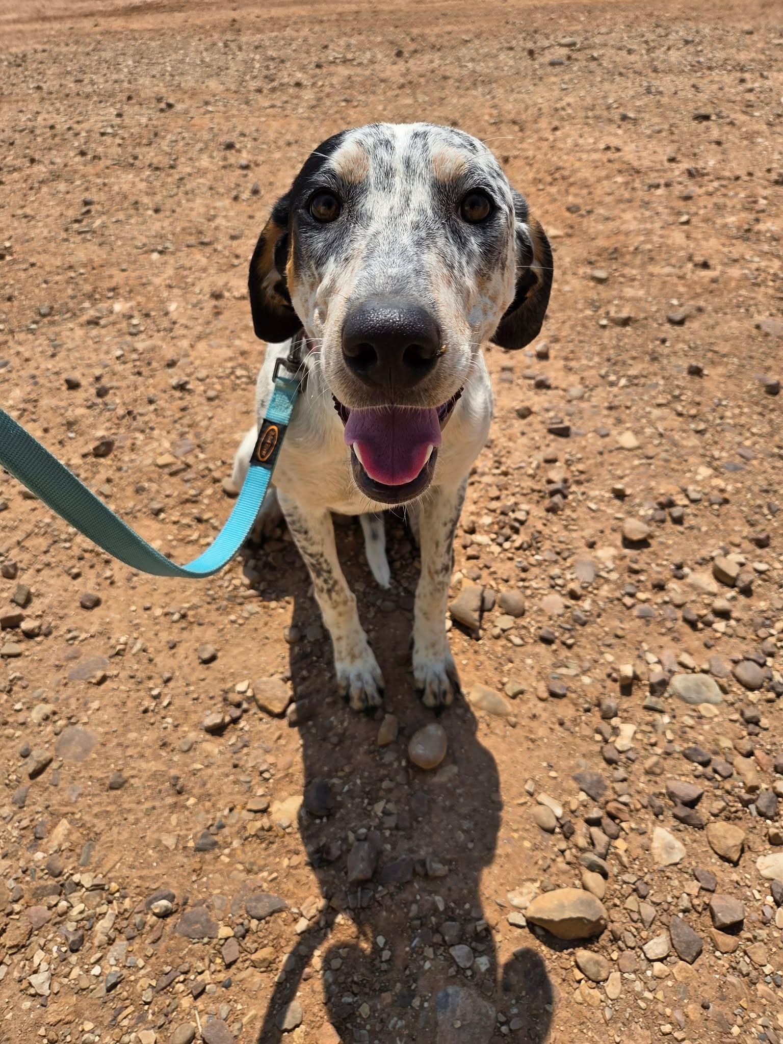Duchess, a ADOPTABLE mixed breed in Roosevelt, UT image 3/4