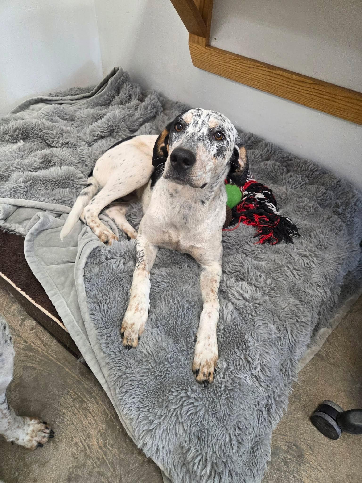 Duchess, a ADOPTABLE mixed breed in Roosevelt, UT image 4/4