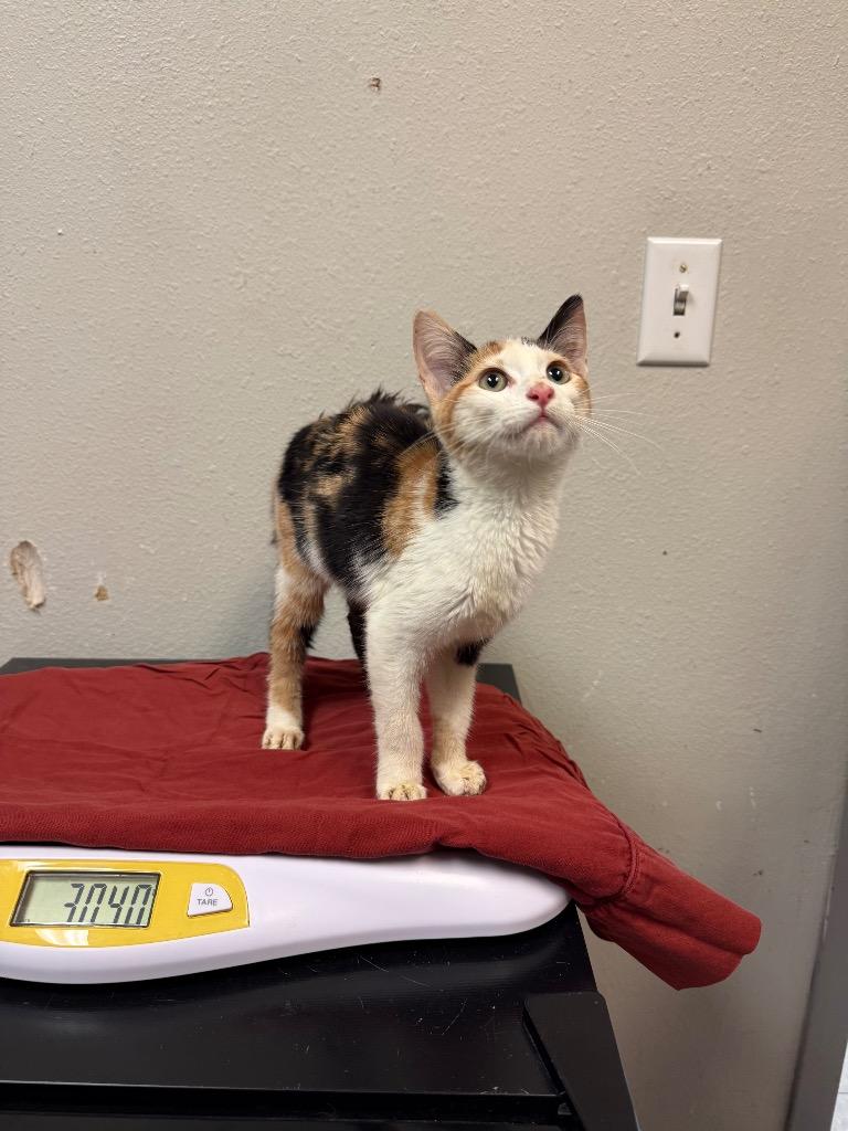 Enlarge Darleen, a Adopted Domestic Short Hair in Sorrento, LA image 1/2