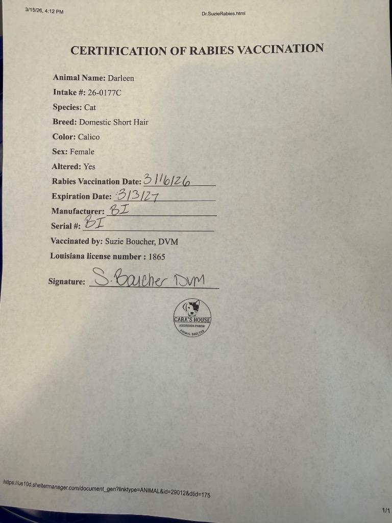 Enlarge Darleen, a Adopted Domestic Short Hair in Sorrento, LA image 2/2