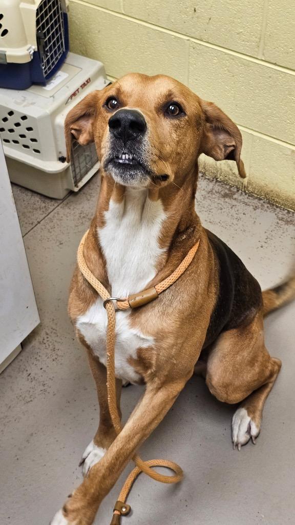 Enlarge TONKA, a Adoptable Hound in Crossville, TN image 1/3