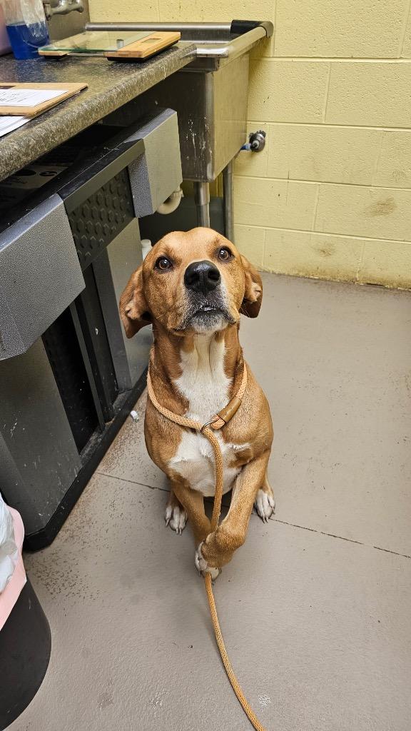 TONKA, Adoptable, Adult Male Hound.