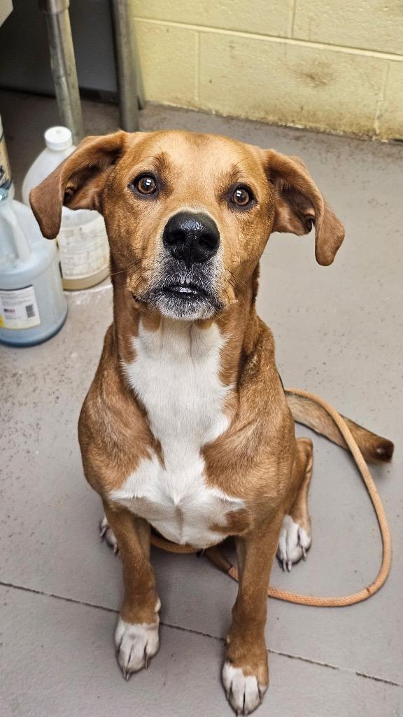 Enlarge TONKA, a Adoptable Hound in Crossville, TN image 3/3