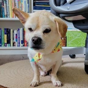 Jasper, an adoptable Puggle in Lambertville, NJ, 08530 | Photo Image 1