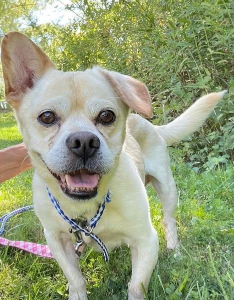 Jasper, an adoptable Puggle in Lambertville, NJ, 08530 | Photo Image 3
