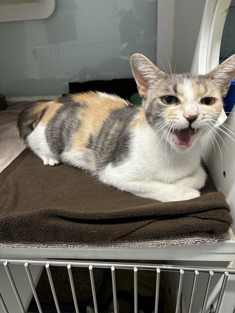 Karsa, a Adoptable Domestic Short Hair in Muskegon, MI image 1/3