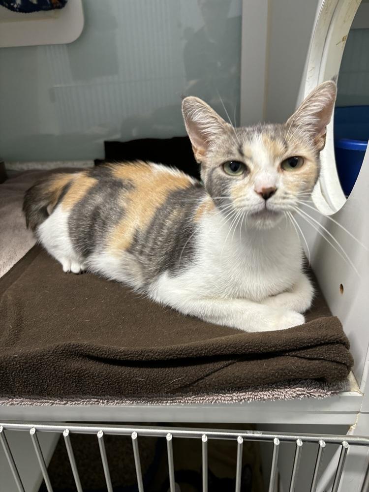 Karsa, a Adoptable Domestic Short Hair in Muskegon, MI image 2/3