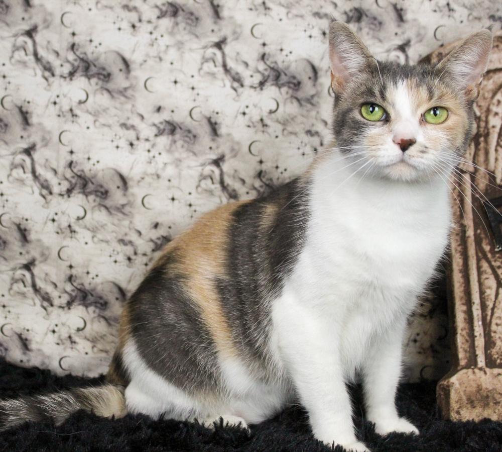 Karsa, a Adoptable Domestic Short Hair in Muskegon, MI image 3/3