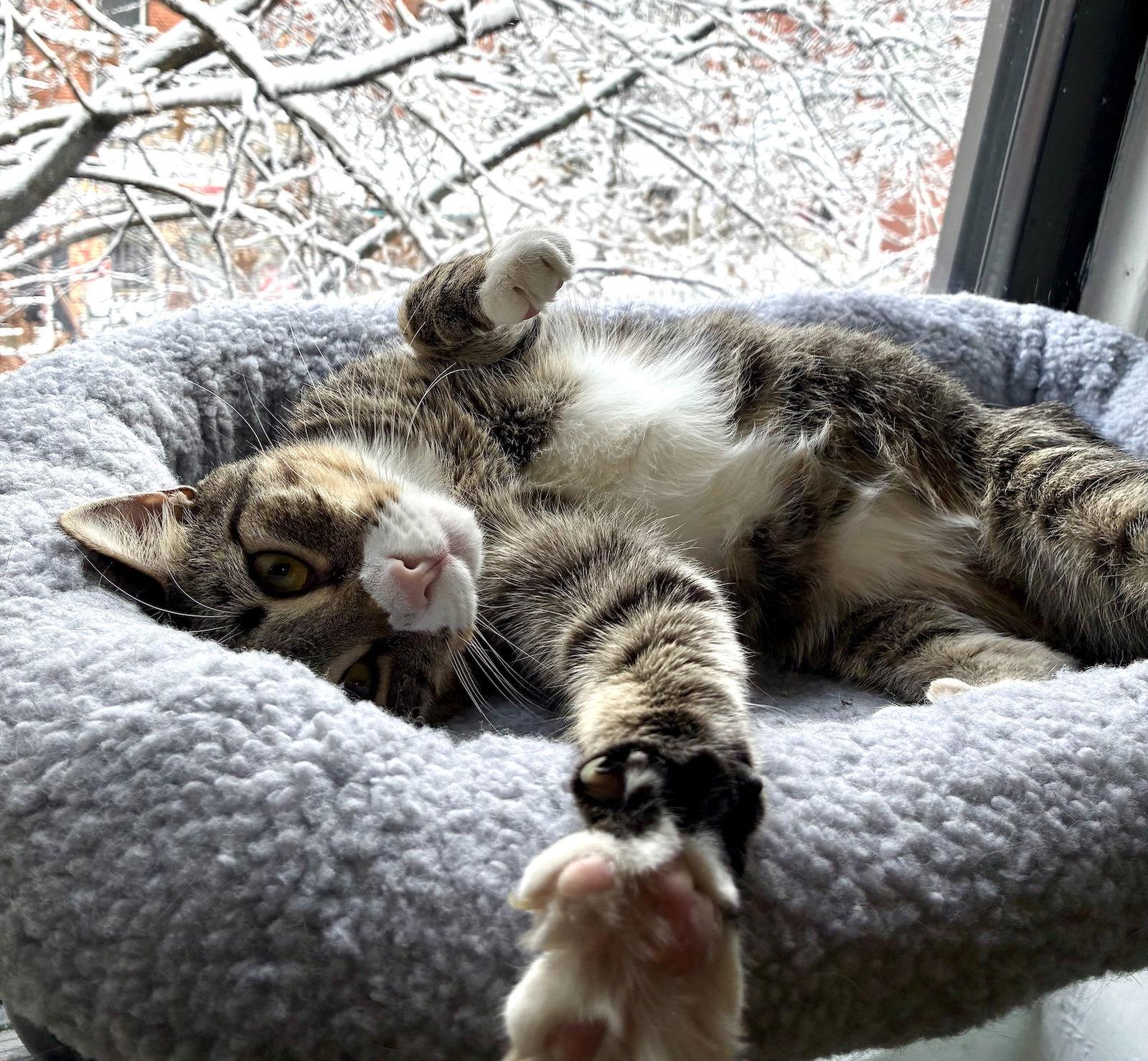 Sammy, Adoptable, Adult Female Domestic Short Hair.
