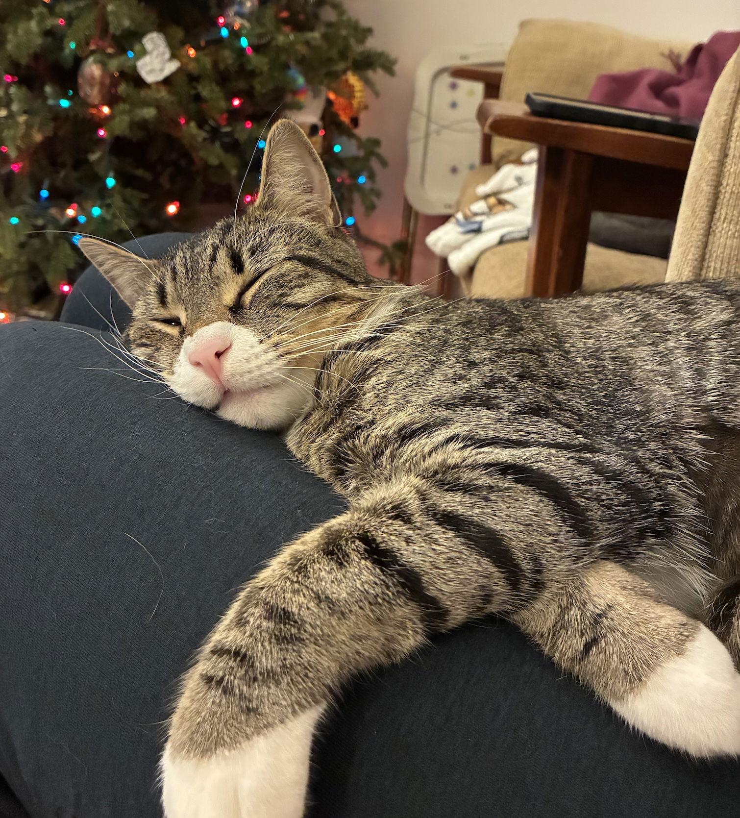 Enlarge Sammy, a Adoptable Domestic Short Hair in Brooklyn, NY image 2/3