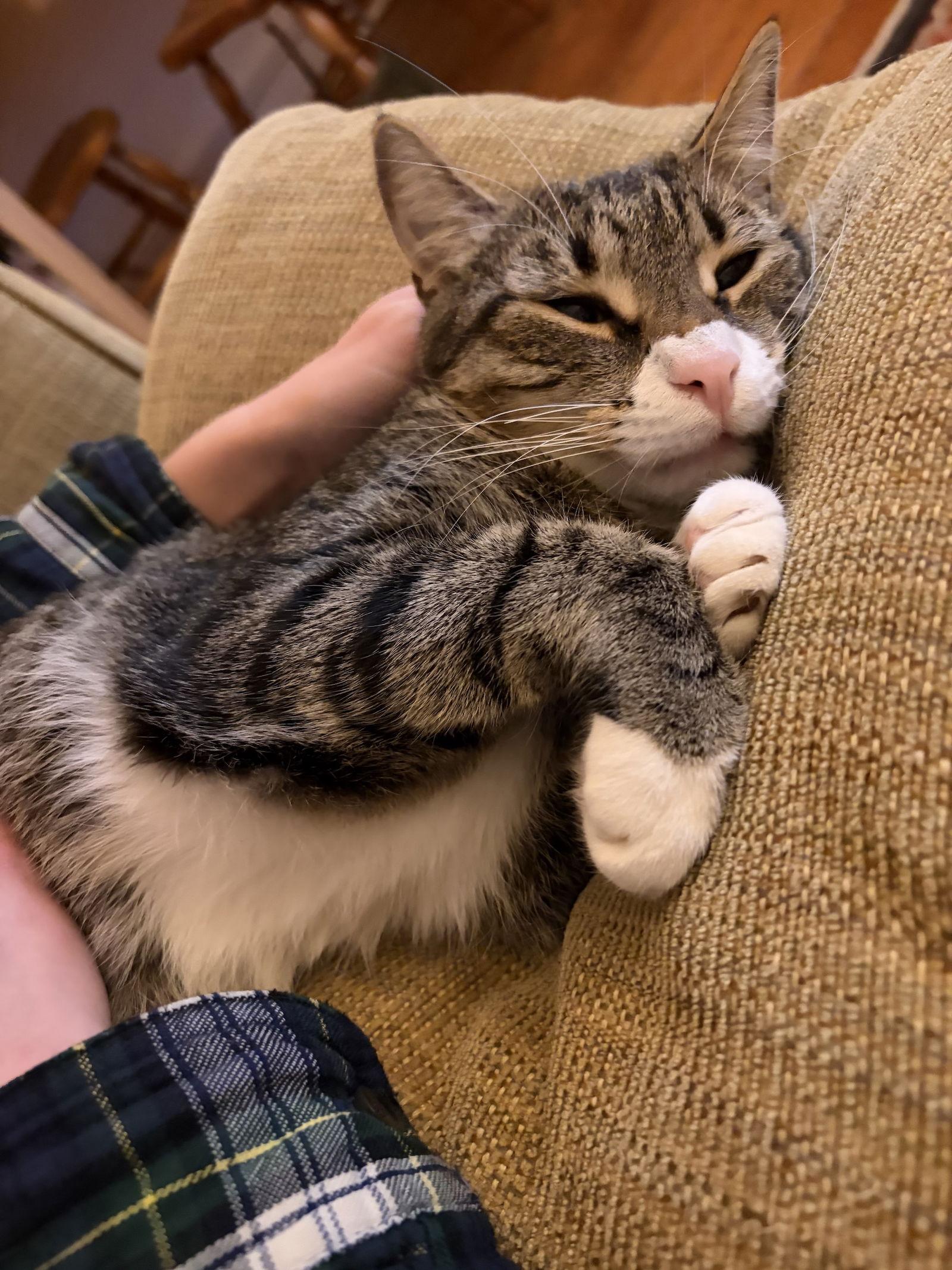 Enlarge Sammy, a Adoptable Domestic Short Hair in Brooklyn, NY image 3/3