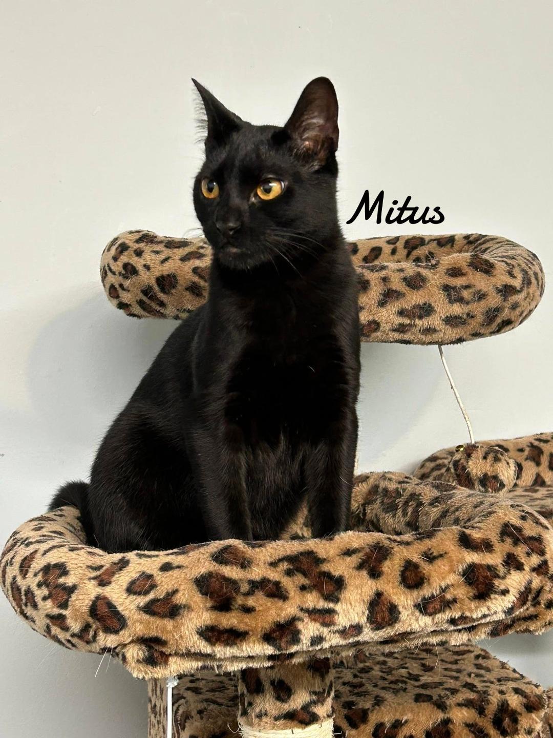 Enlarge Mitus, a Adoptable Domestic Short Hair in Naugatuck, CT image 1/3