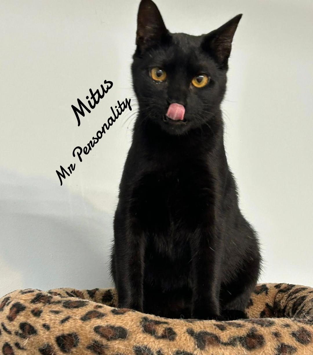 Enlarge Mitus, a Adoptable Domestic Short Hair in Naugatuck, CT image 2/3
