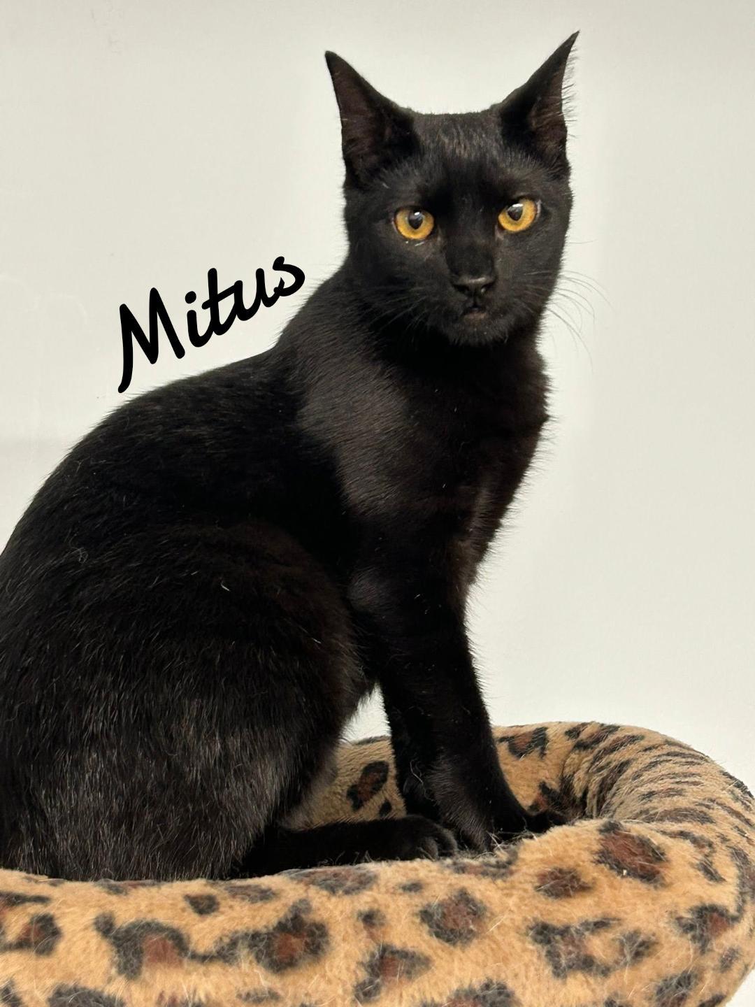 Enlarge Mitus, a Adoptable Domestic Short Hair in Naugatuck, CT image 3/3