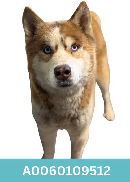 Kramer, ADOPTABLE, Adult Male Siberian Husky.