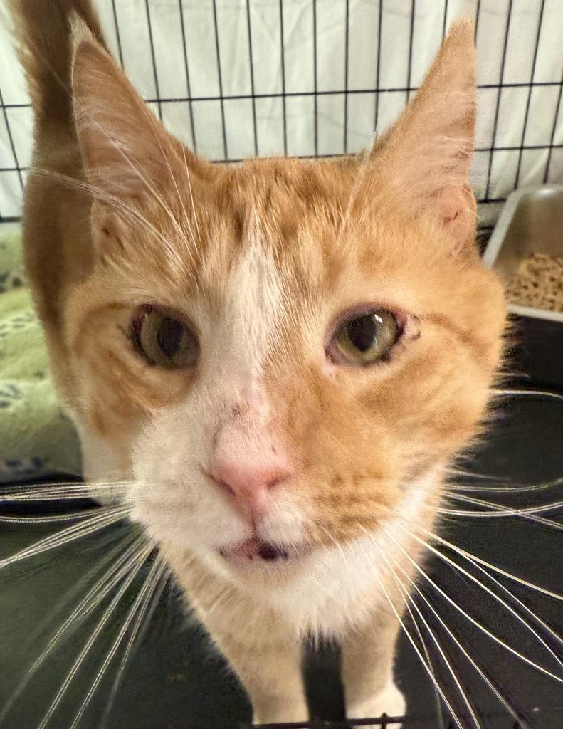 Butterscotch, Adoptable, Adult Male Domestic Short Hair.
