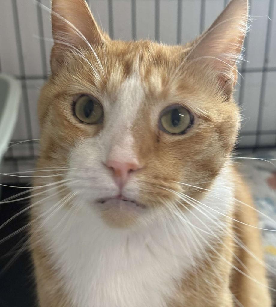 Enlarge Butterscotch, a Adoptable mixed breed in Ontario, OR image 2/3