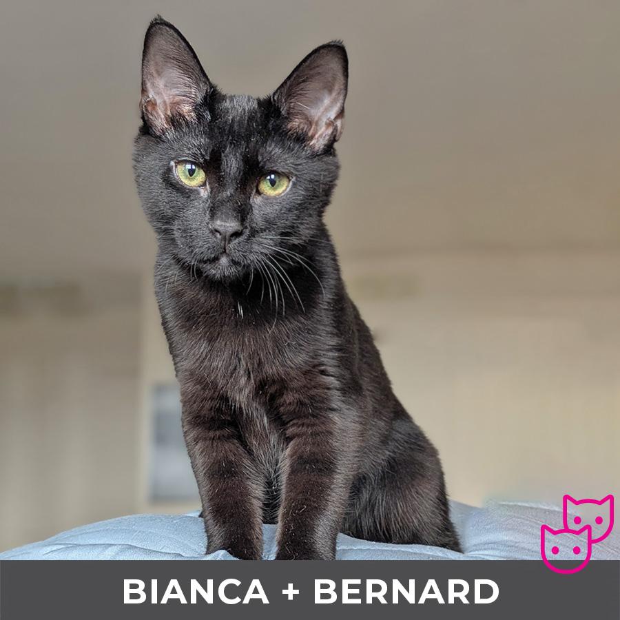 Enlarge Bernard (bonded with Bianca), an adoptable Domestic Short Hair in Etobicoke, ON image 4/5