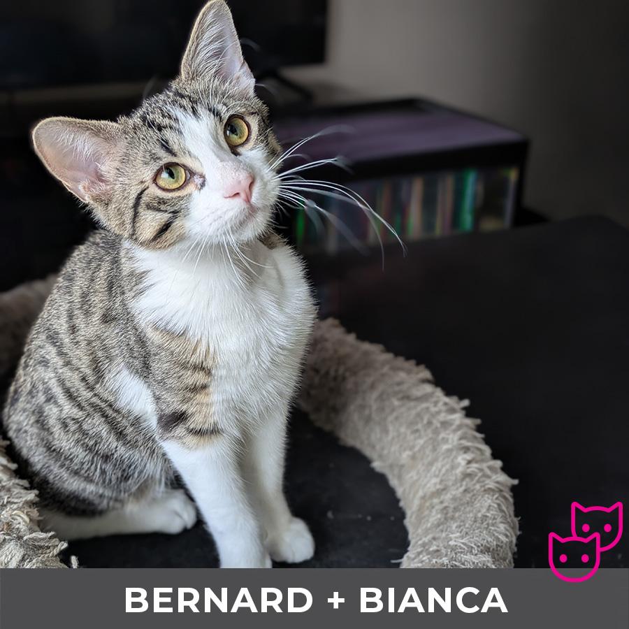 Enlarge Bernard (bonded with Bianca), an adoptable Domestic Short Hair in Etobicoke, ON image 3/5
