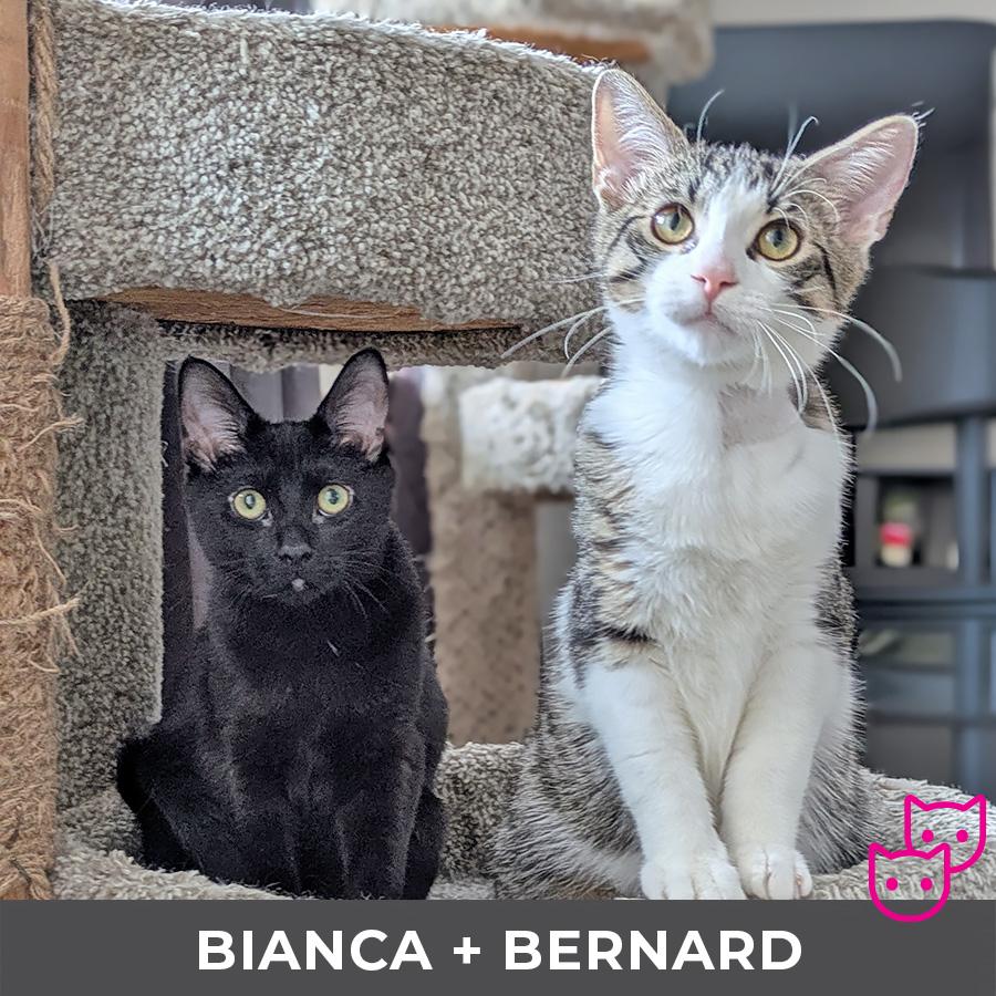 Enlarge Bernard (bonded with Bianca), an adoptable Domestic Short Hair in Etobicoke, ON image 5/5