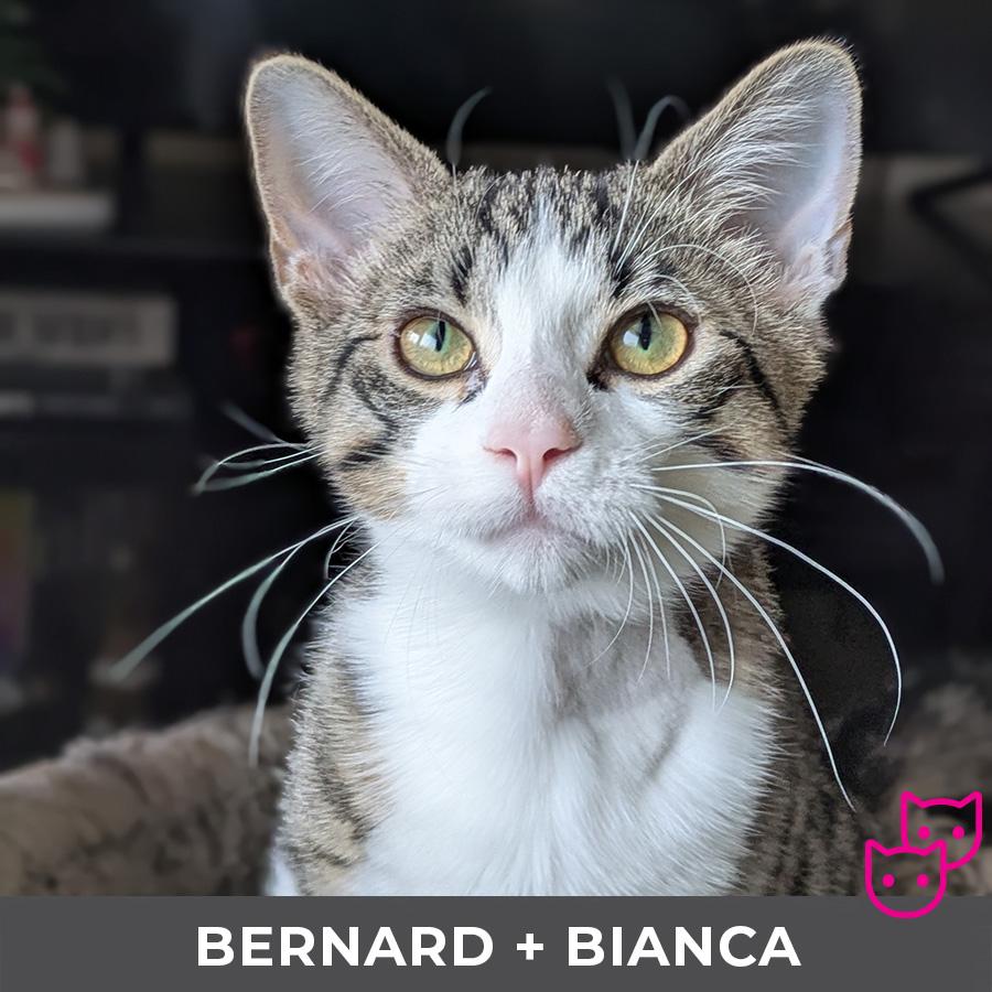 Enlarge Bernard (bonded with Bianca), an adoptable Domestic Short Hair in Etobicoke, ON image 2/5