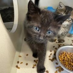 Enlarge Lucifer, a Adoptable mixed breed in Grinnell, IA image 1/2