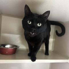 Enlarge Lucifer, a Adoptable mixed breed in Grinnell, IA image 2/2