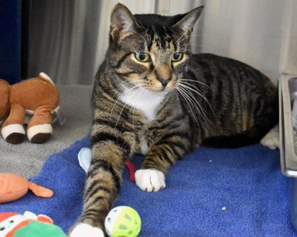 Enlarge Freddy, a Adoptable Domestic Short Hair in West Seneca, NY image 1/3