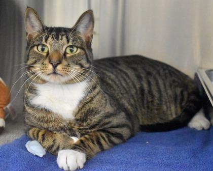 Enlarge Freddy, a Adoptable Domestic Short Hair in West Seneca, NY image 2/3