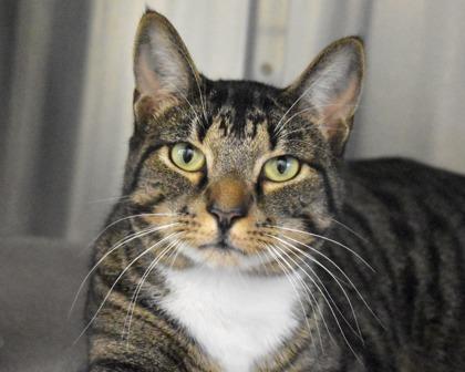 Enlarge Freddy, a Adoptable Domestic Short Hair in West Seneca, NY image 3/3