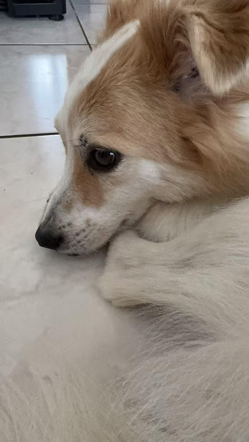 Buddy, Adopted, Adult Male Mixed Breed.