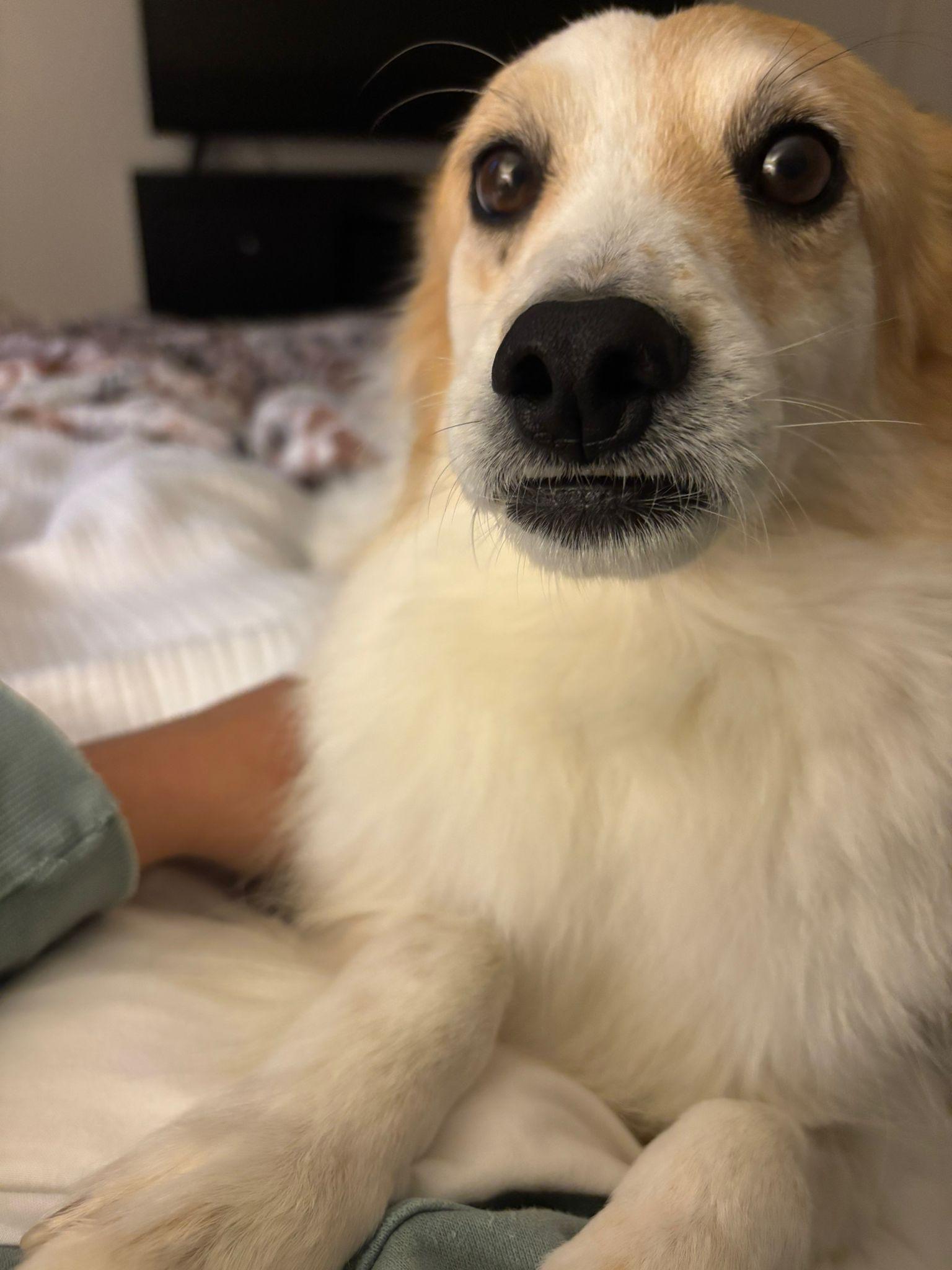 Enlarge Buddy, a Adopted Mixed Breed in Markham, ON image 2/4