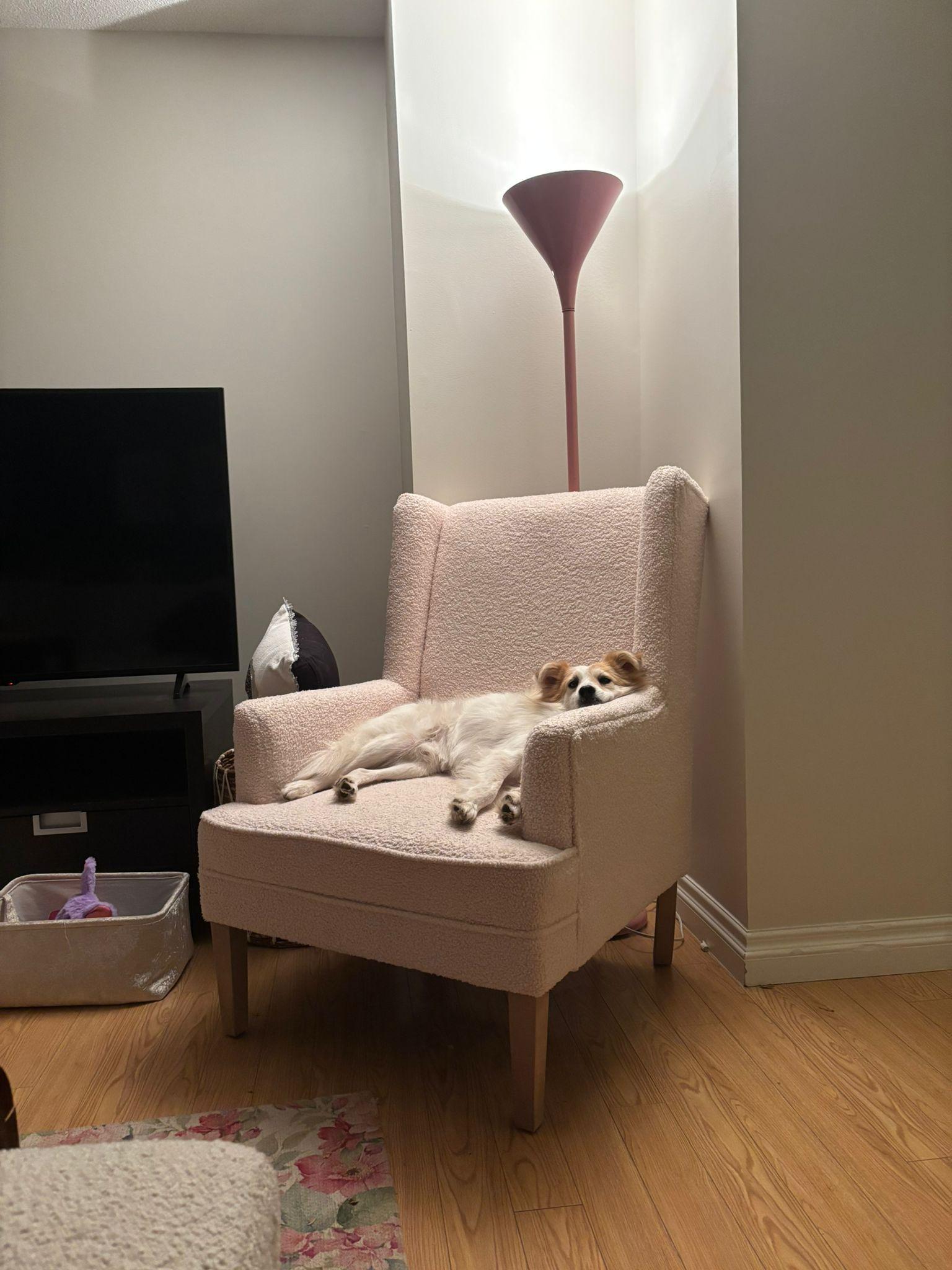 Enlarge Buddy, a Adopted Mixed Breed in Markham, ON image 3/4