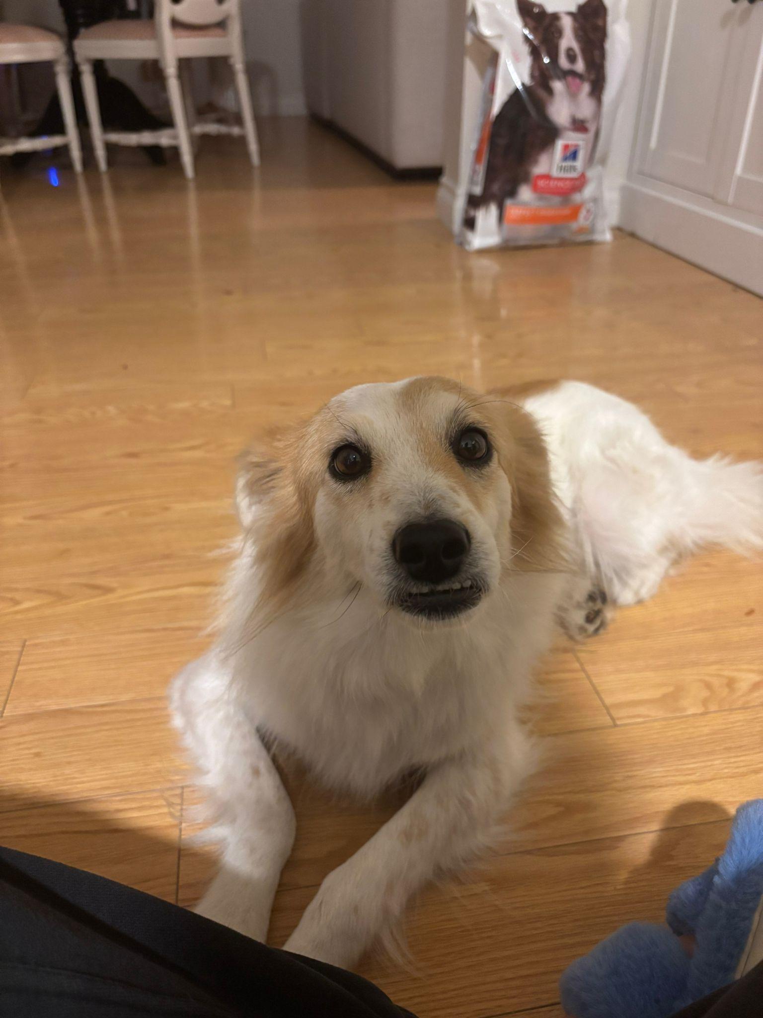 Enlarge Buddy, a Adopted Mixed Breed in Markham, ON image 4/4