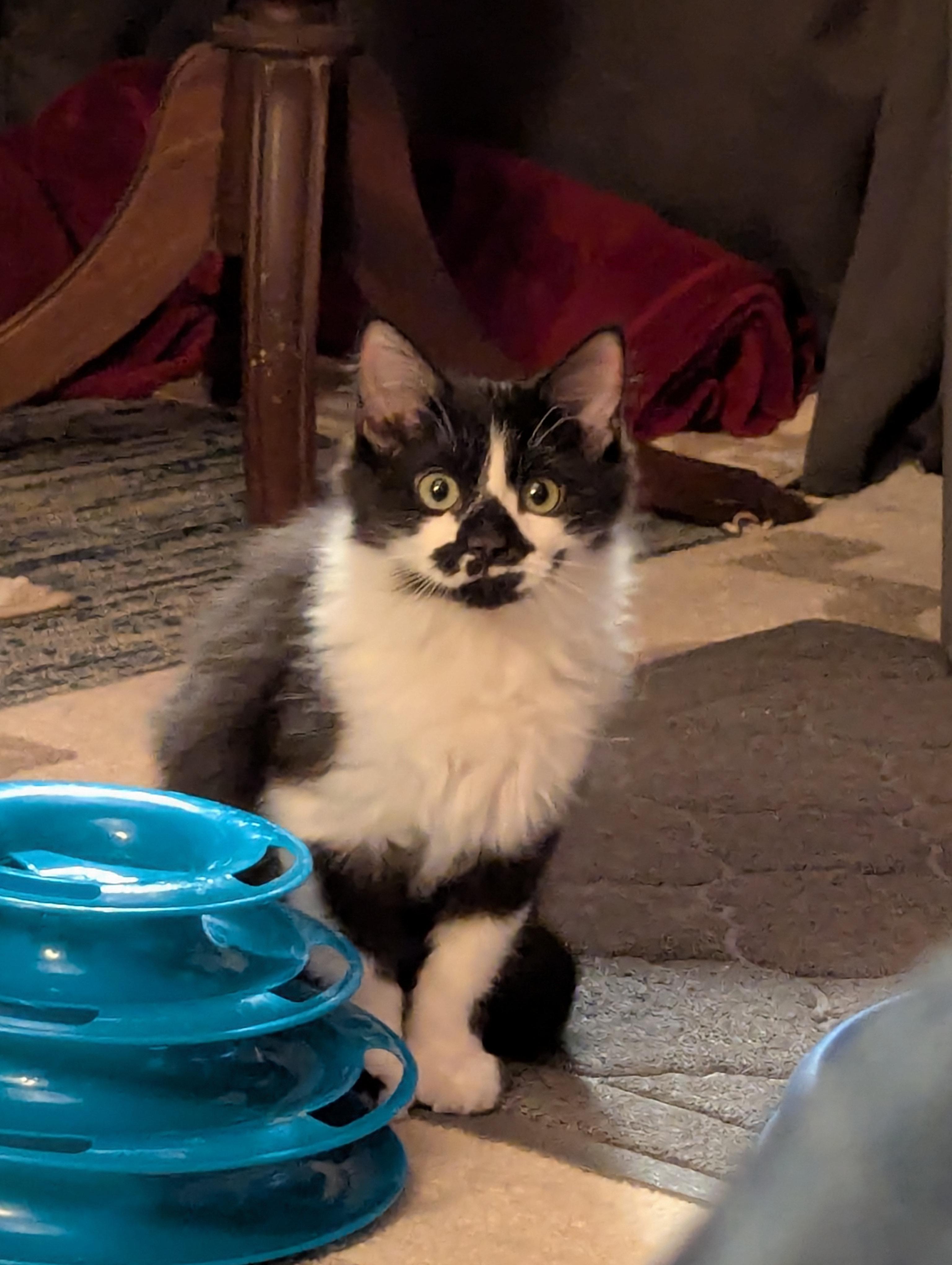 Enlarge Optimus, an adopted Maine Coon in Medford, WI image 1/2