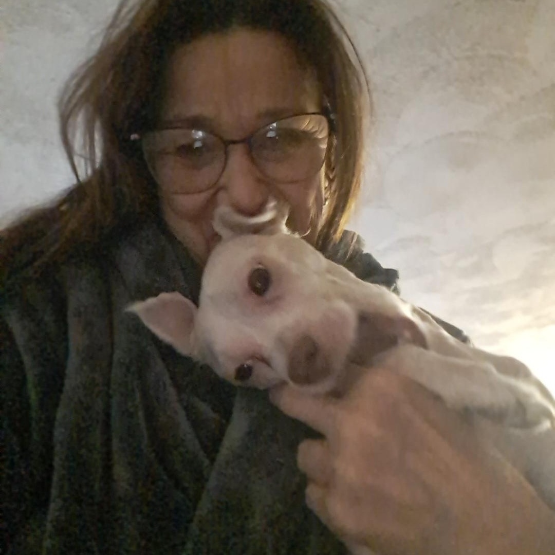 Enlarge Jack, a ADOPTABLE mixed breed in AUDUBON, NJ image 2/3