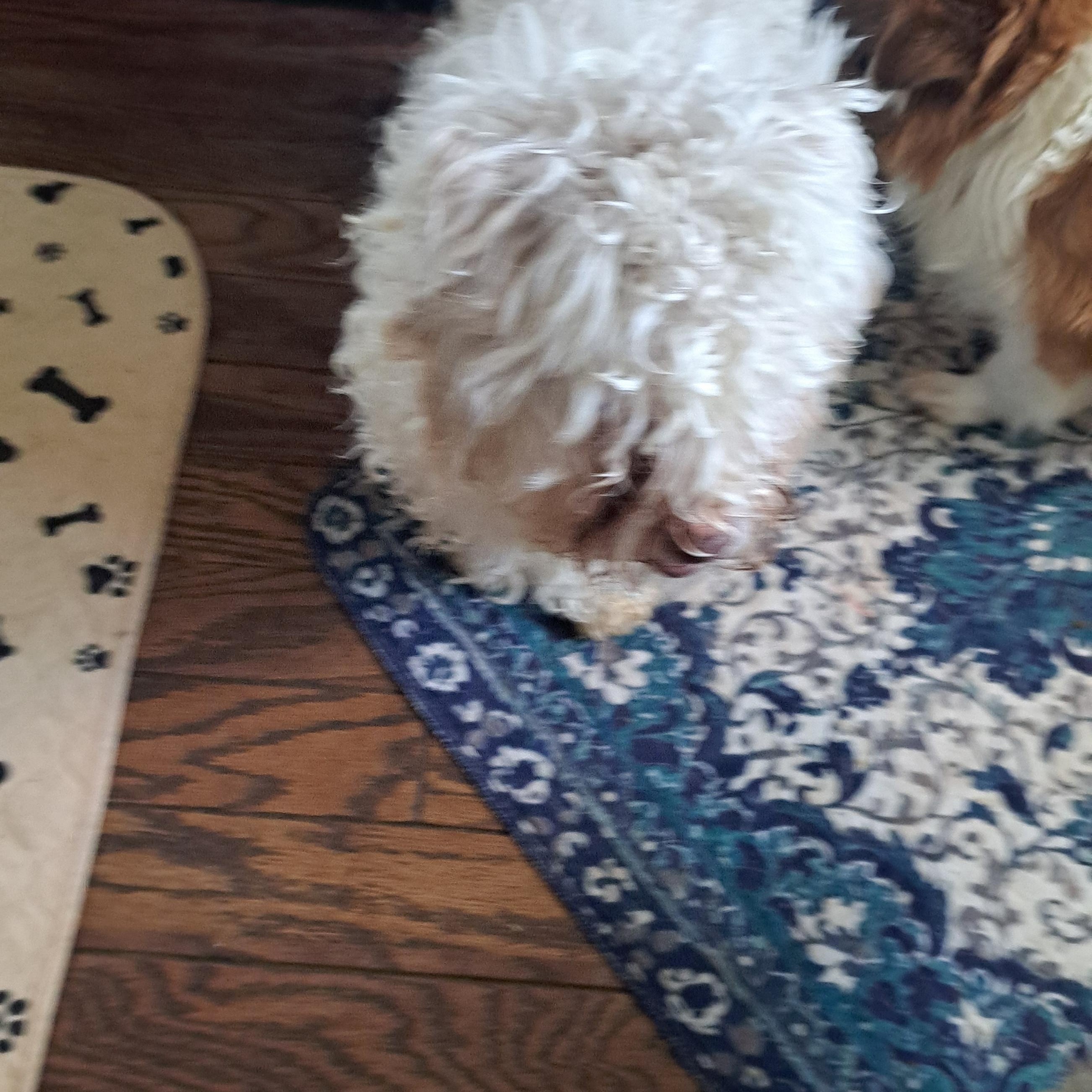 Enlarge Jack, a ADOPTABLE mixed breed in AUDUBON, NJ image 3/3