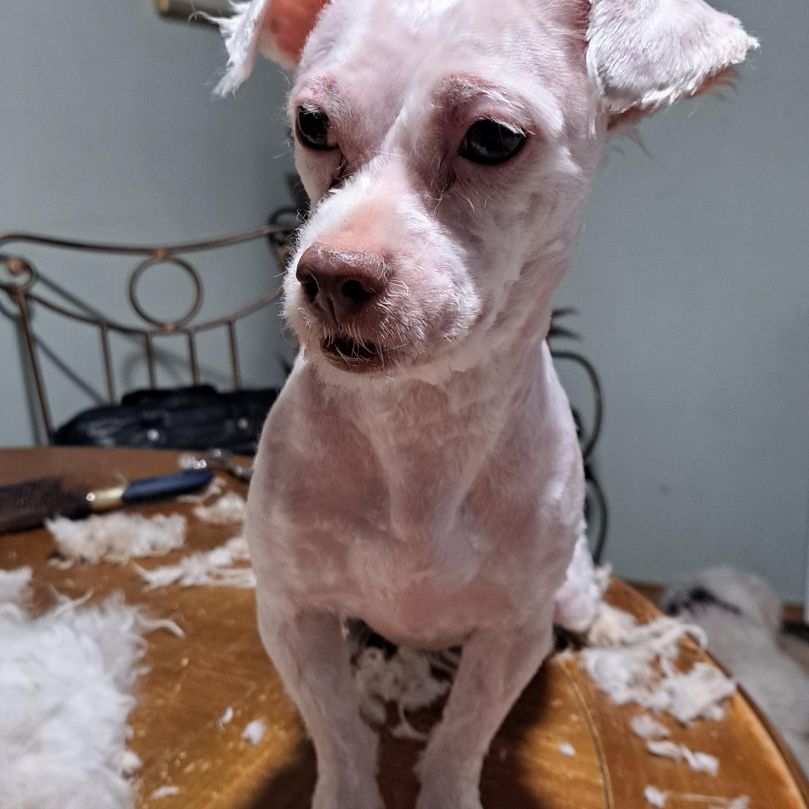 Enlarge Jack, a ADOPTABLE mixed breed in AUDUBON, NJ image 1/3