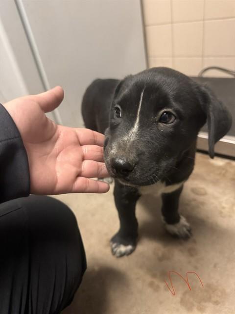 Enlarge Oso, a Adoptable mixed breed in Loveland, CO image 1/1