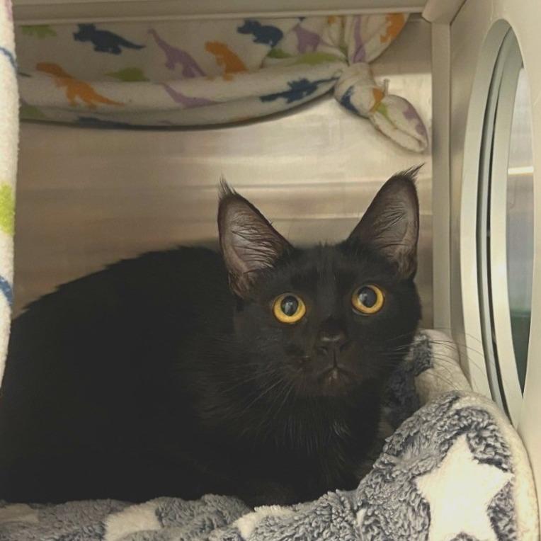 Love, Adoptable, Young Female Domestic Short Hair.