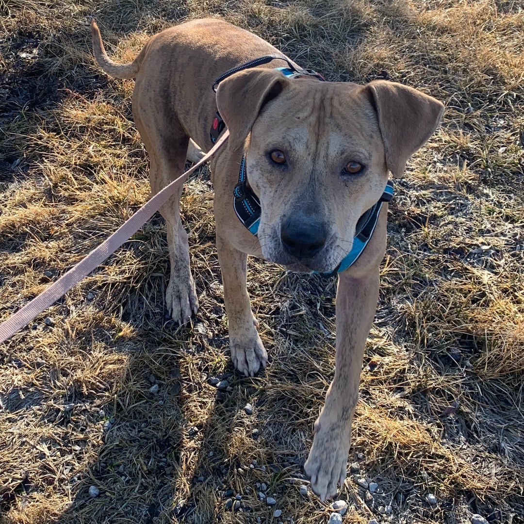 Chance, a Adoptable mixed breed in Trenton, MO image 1/6