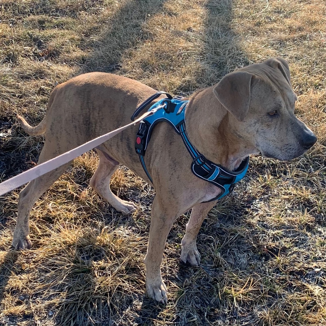 Chance, a Adoptable mixed breed in Trenton, MO image 2/6