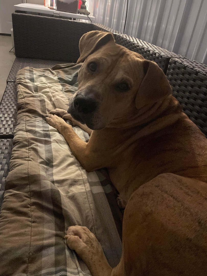 Chance, a Adoptable mixed breed in Trenton, MO image 3/6