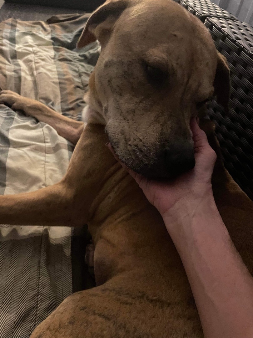 Chance, Adoptable, Adult Male Terrier & Hound.