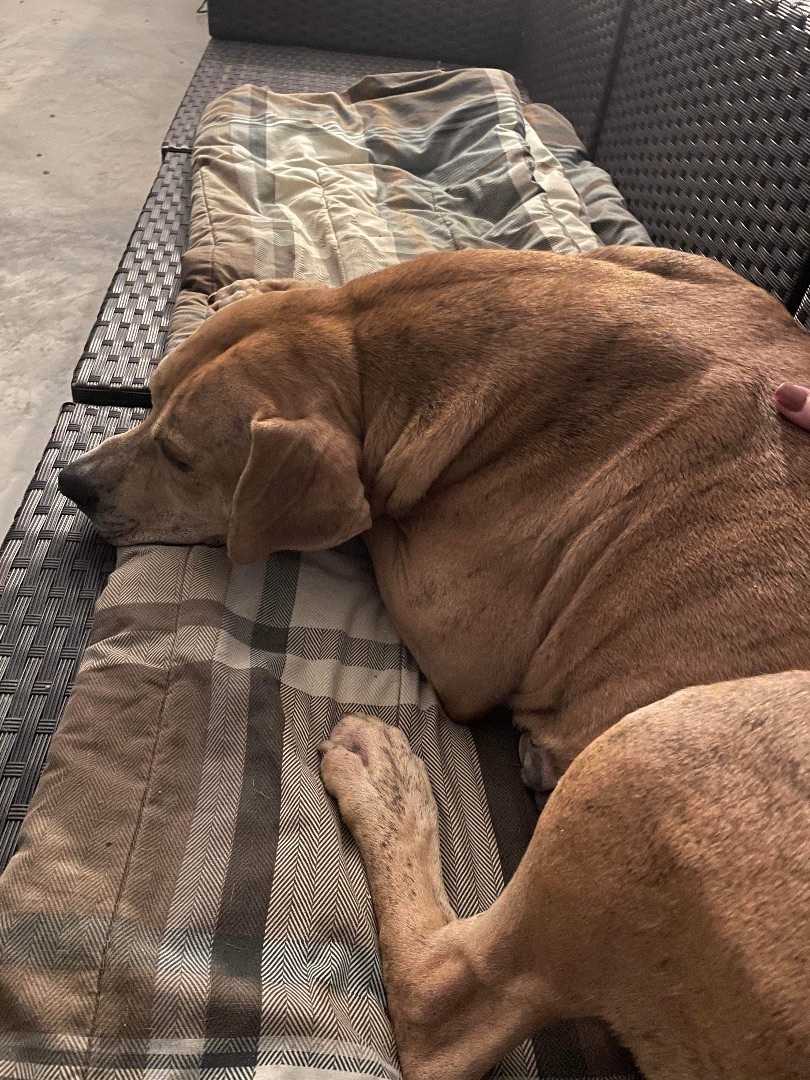 Chance, a Adoptable mixed breed in Trenton, MO image 5/6