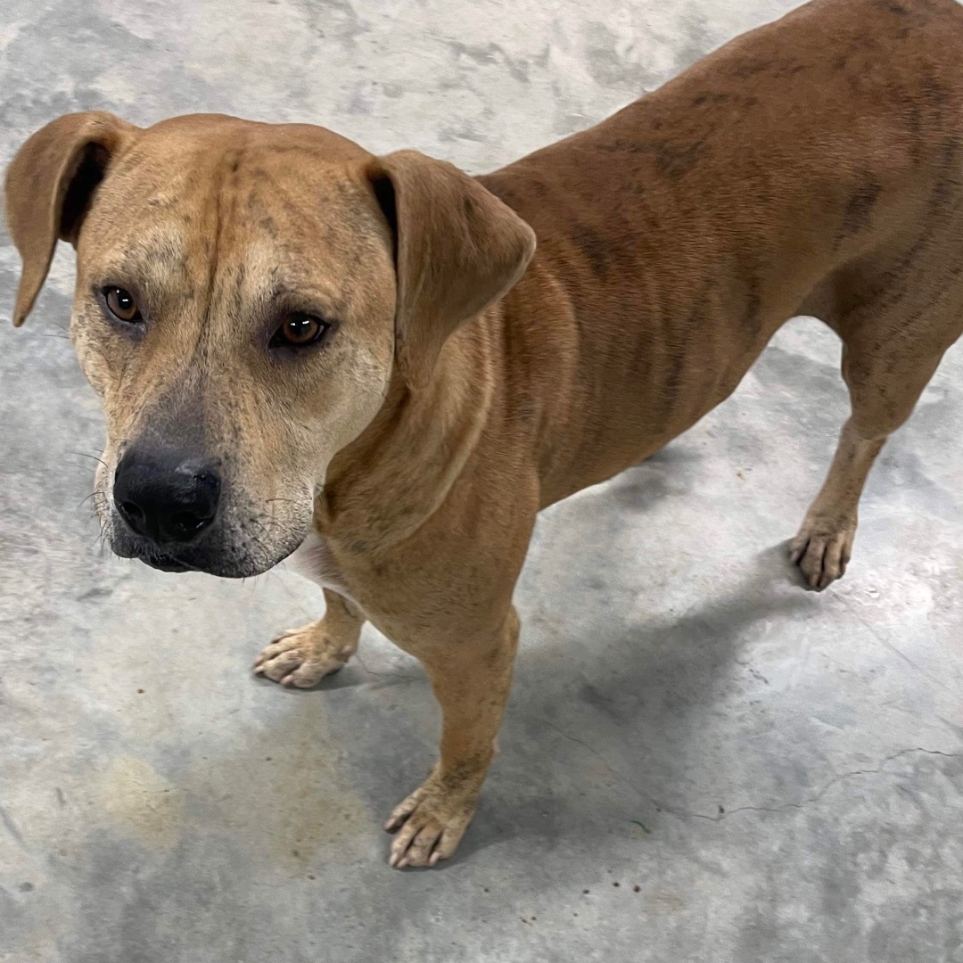 Chance, a Adoptable mixed breed in Trenton, MO image 6/6