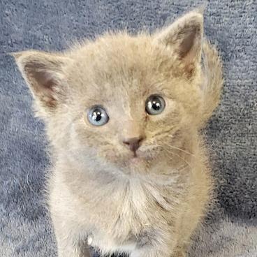 Furley, Adoptable, Kitten Female Domestic Short Hair.